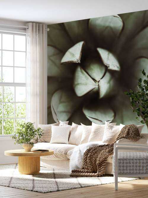 Plante grasse