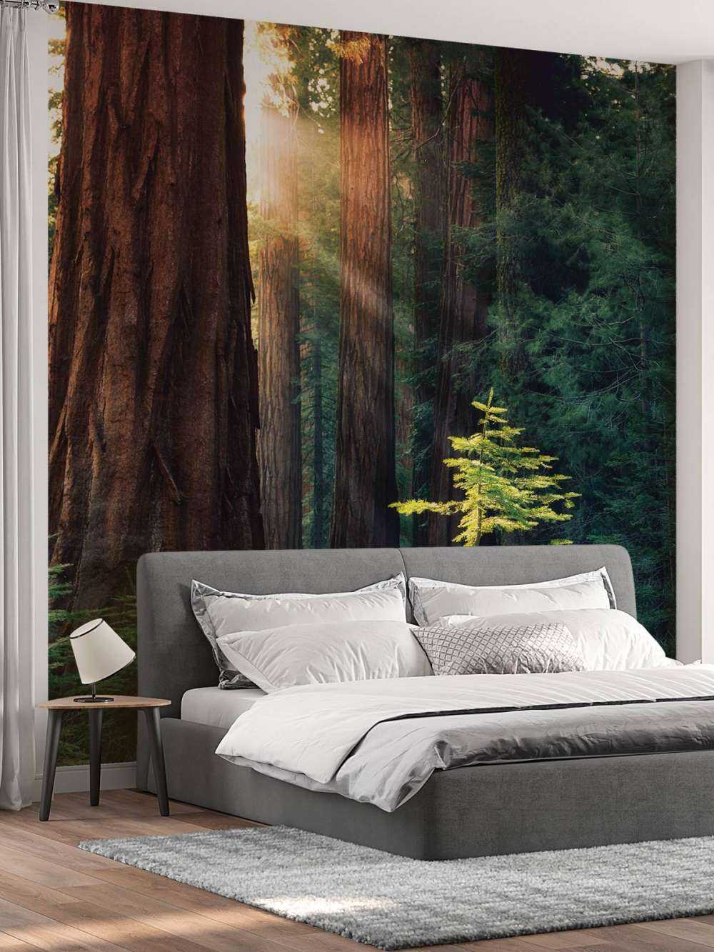 Lumière du soleil entre les acajous