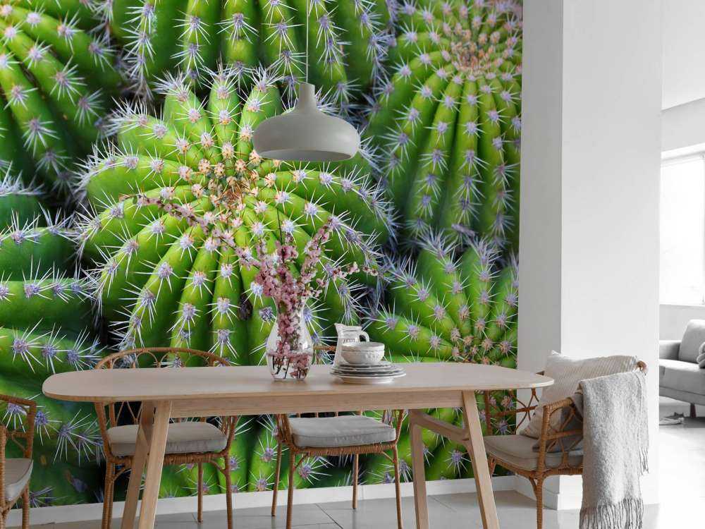 Cacti
