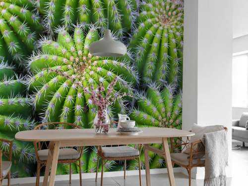 Cacti