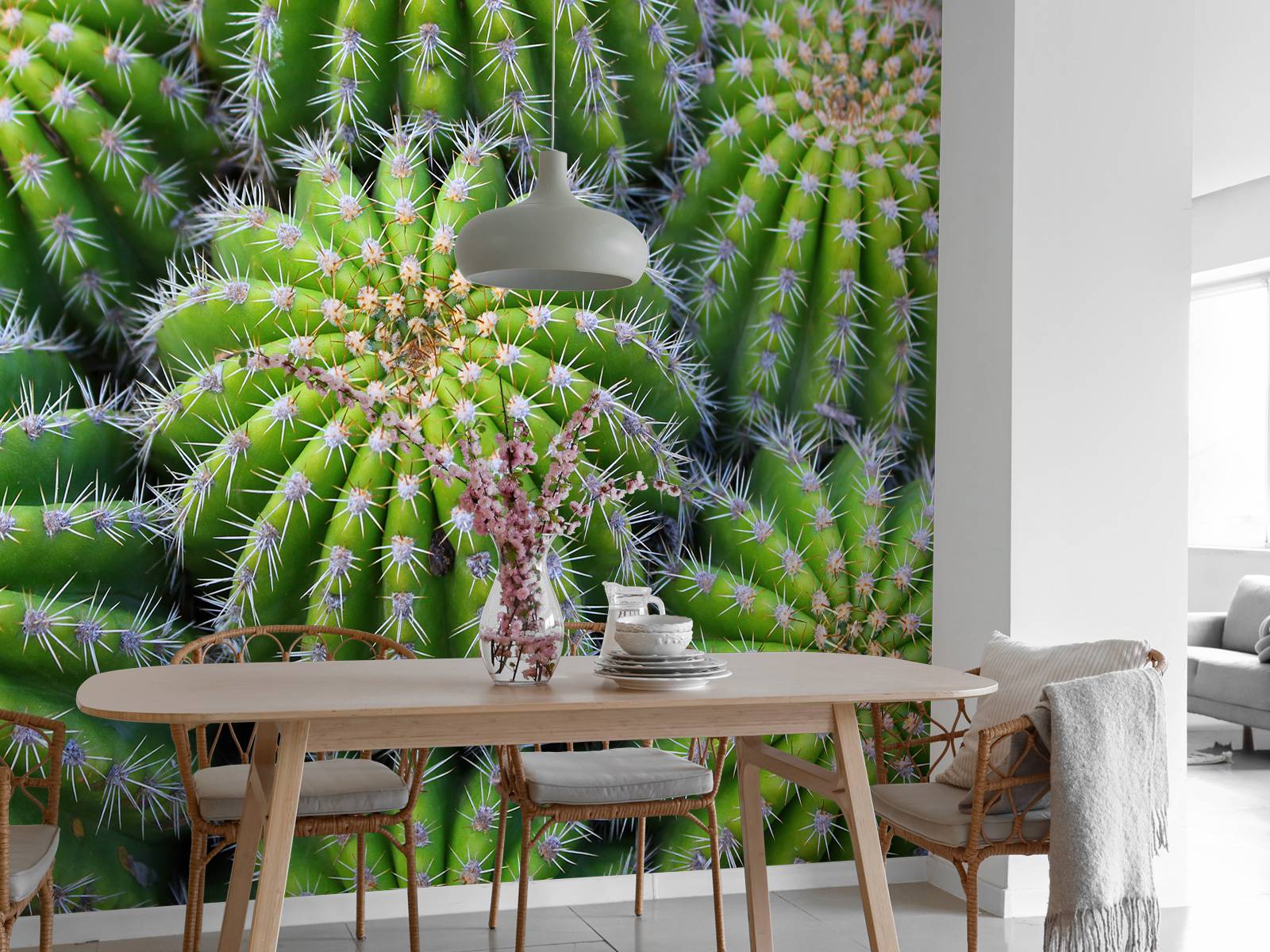 Cacti