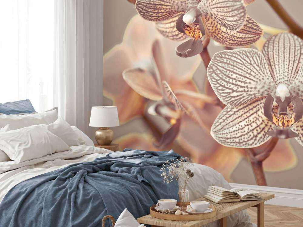 Gros plan d'orchidée