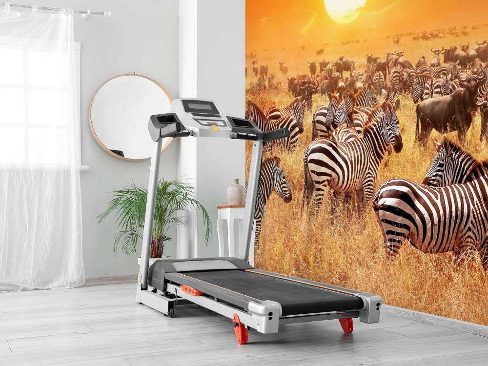 Soleil de la savane avec des zèbres