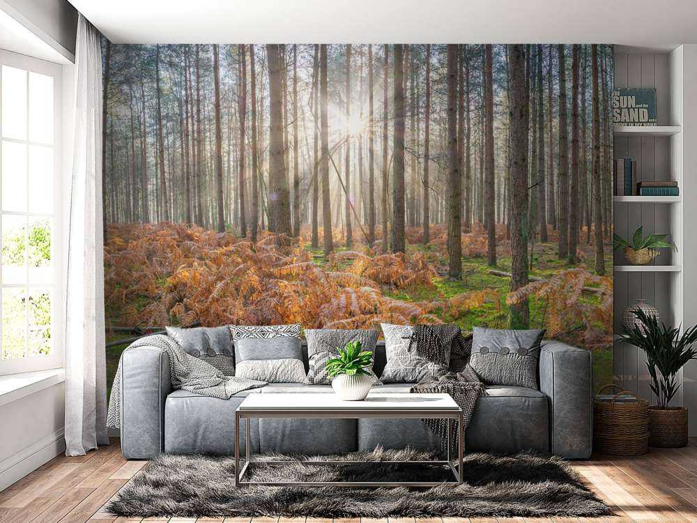 Forêt au lever du soleil