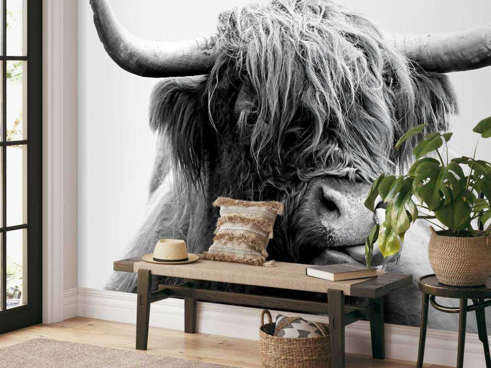 Drôle de Highland écossais