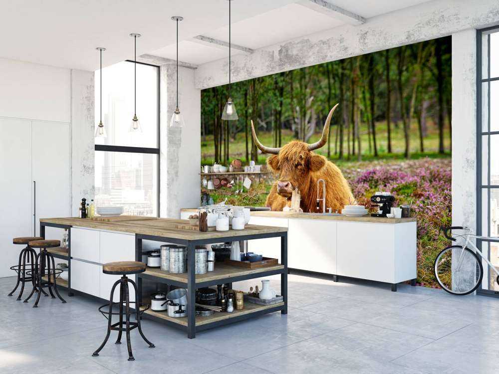 Highland écossais dans la bruyère violette