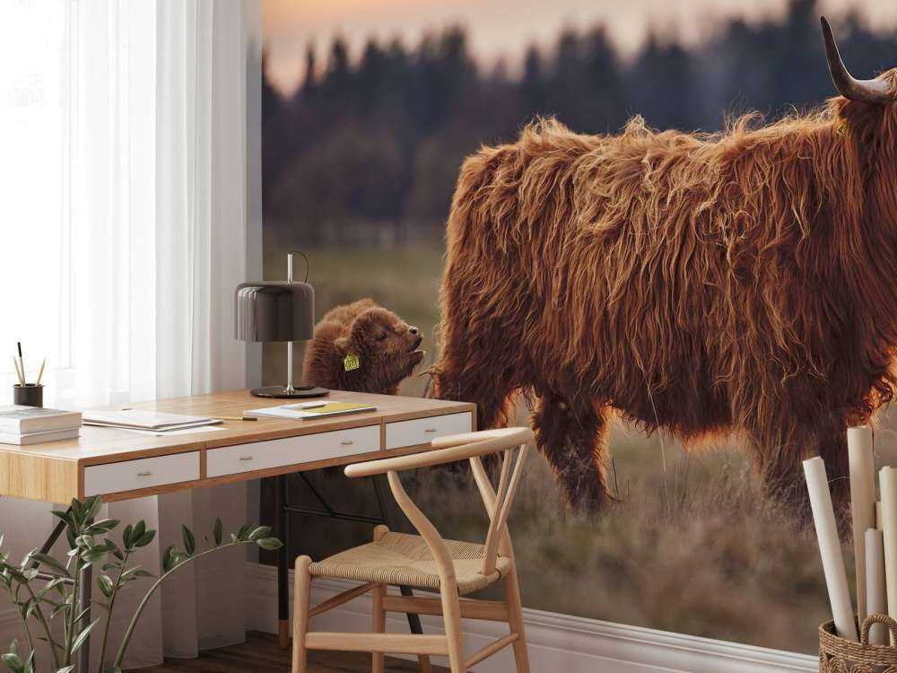 Les Highlands écossais dans la prairie