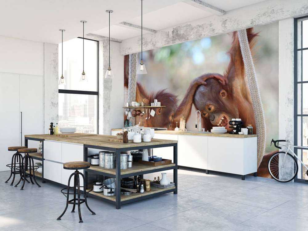 Bébés orang-outans