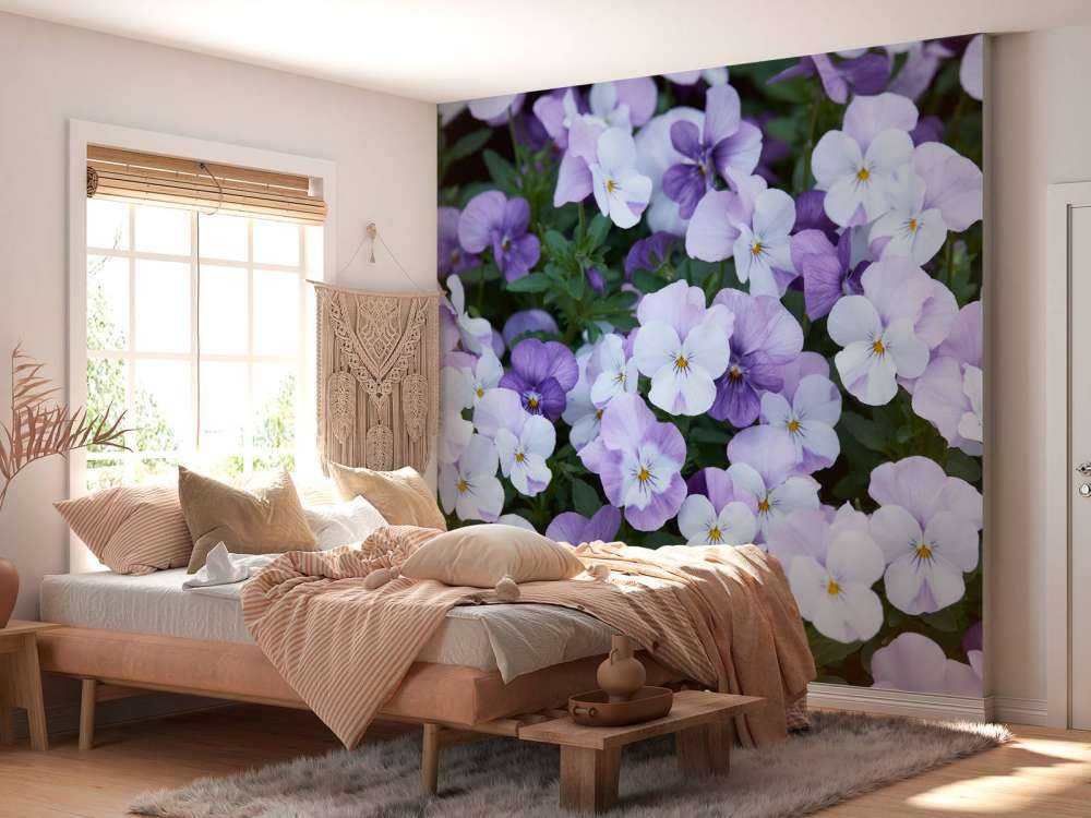 Violettes blanches pourpres