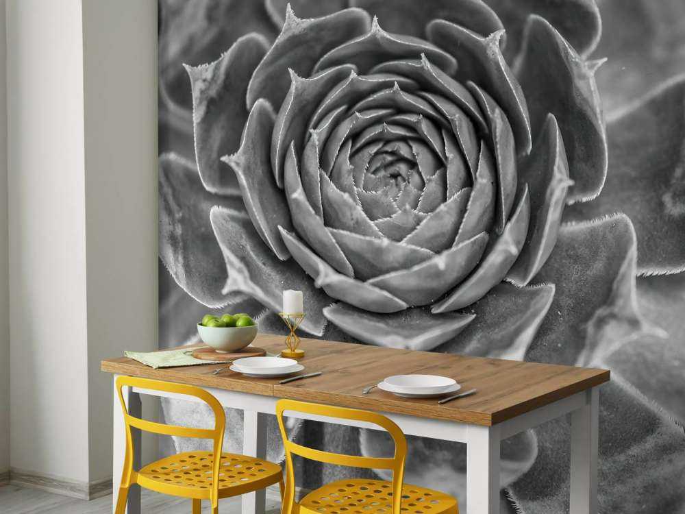 Gros plan sur une succulente