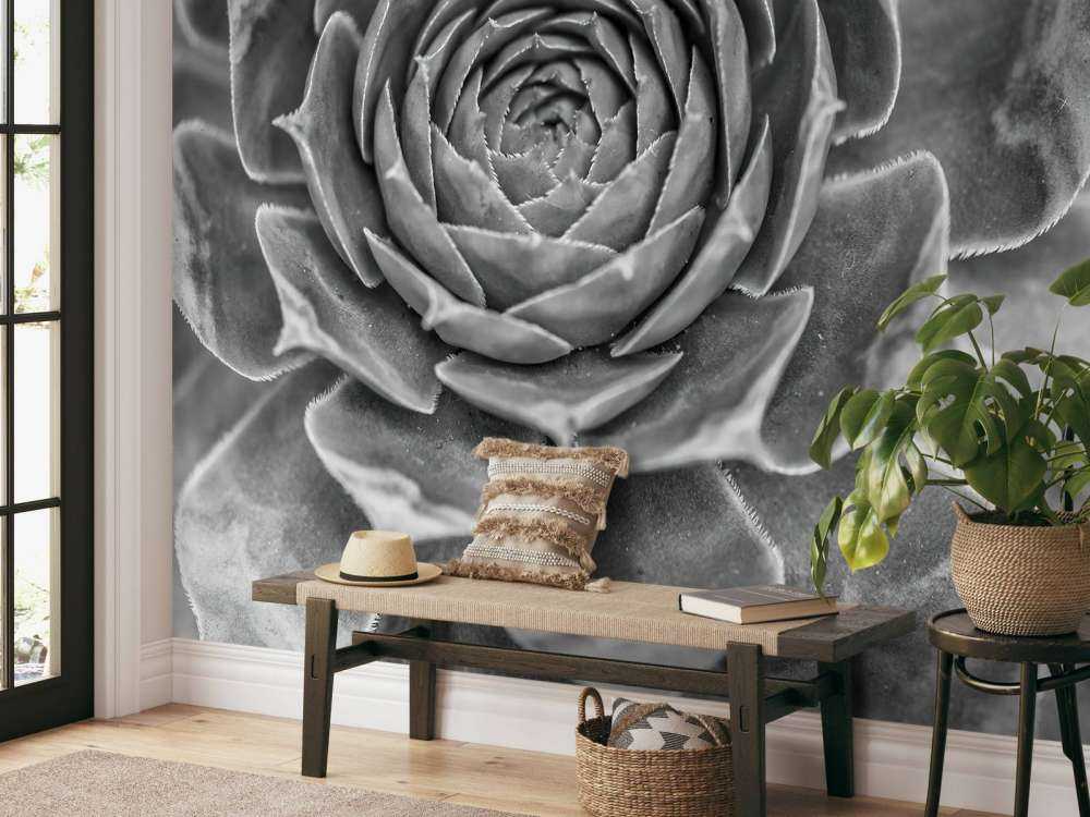 Gros plan sur une succulente