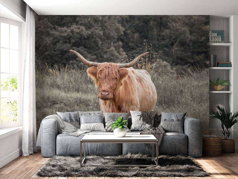 Highlander écossais dans un champ