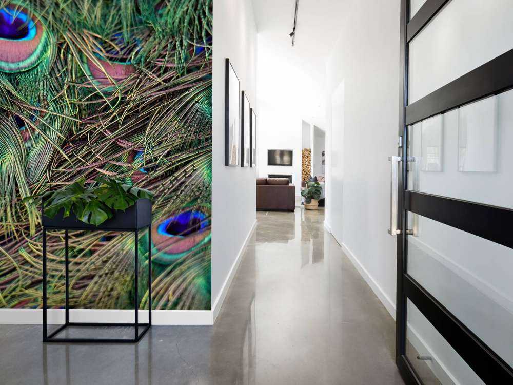 Gros plan sur des plumes paon