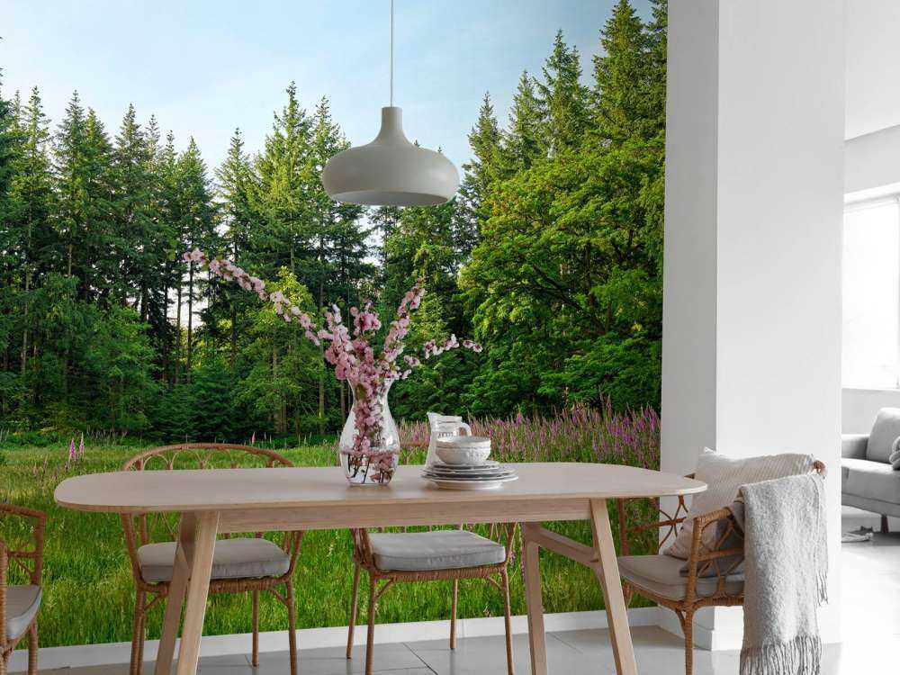 Espace ouvert dans une forêt