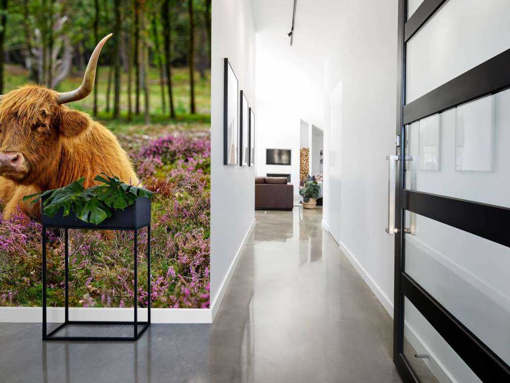 Highland écossais dans la bruyère violette