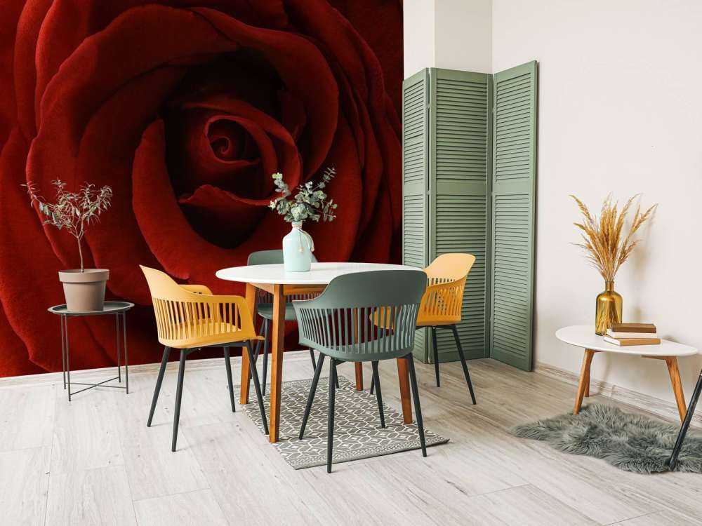 Gros plan sur la rose rouge