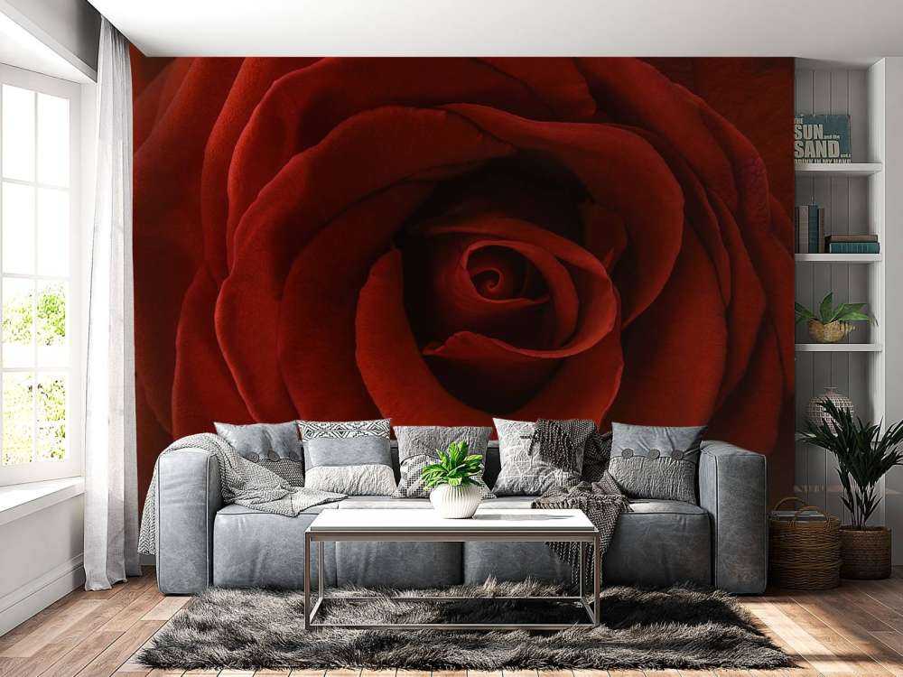 Gros plan sur la rose rouge