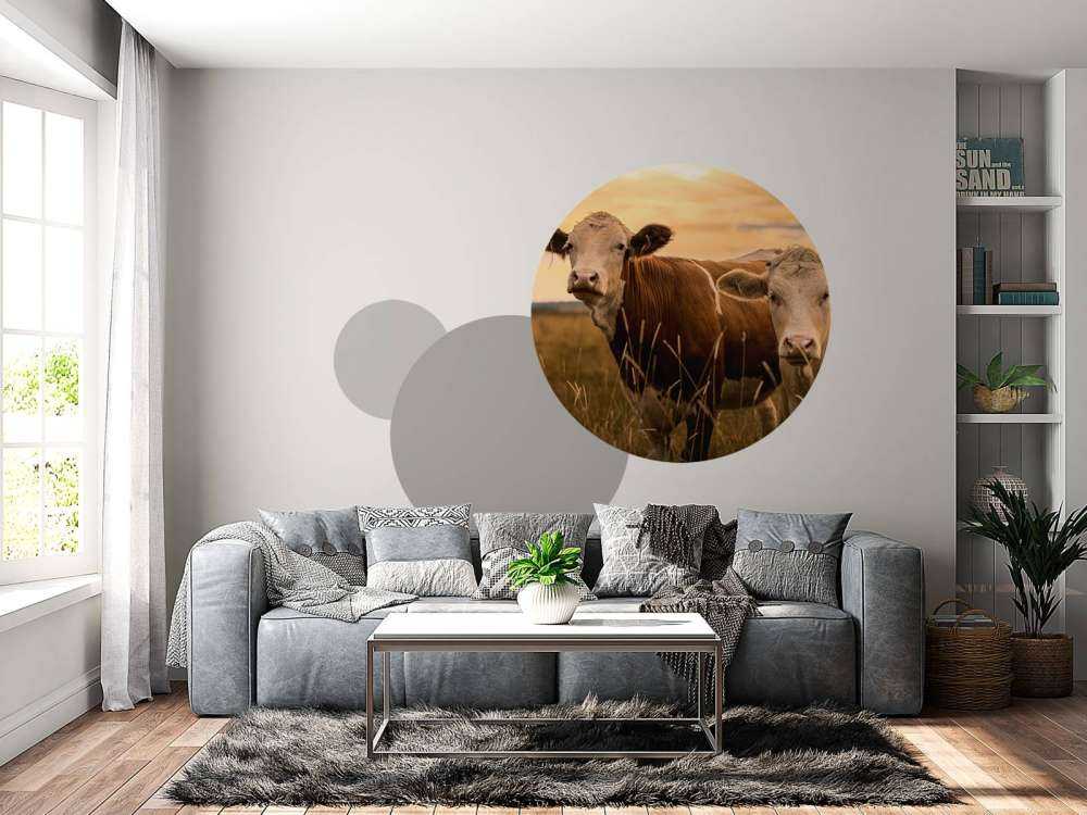 Les vaches au soleil du soir