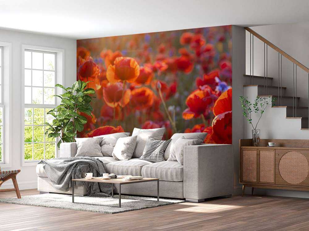 Coquelicots et bleuets