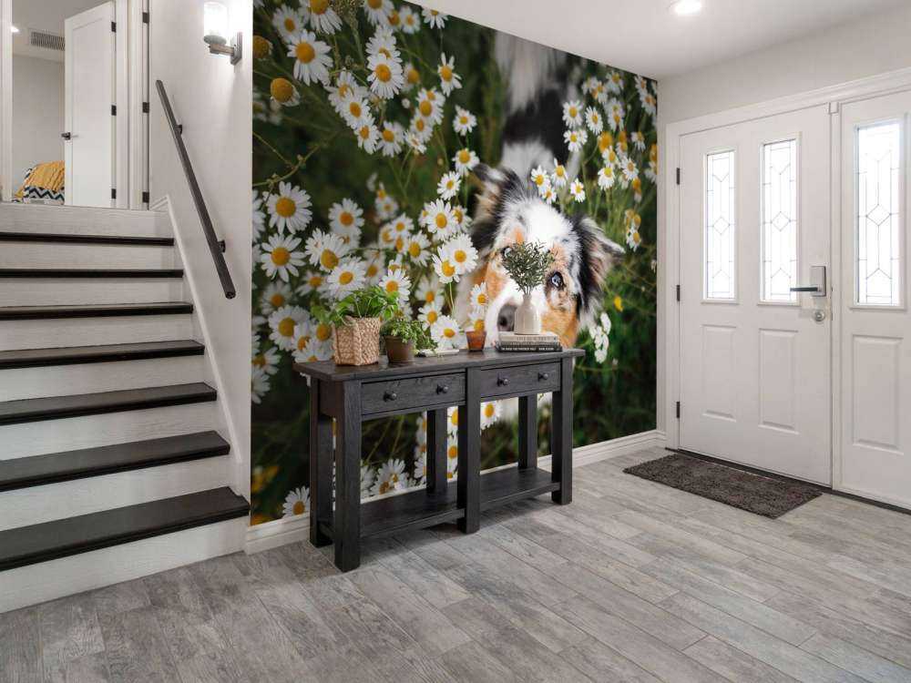 Un berger australien parmi les fleurs