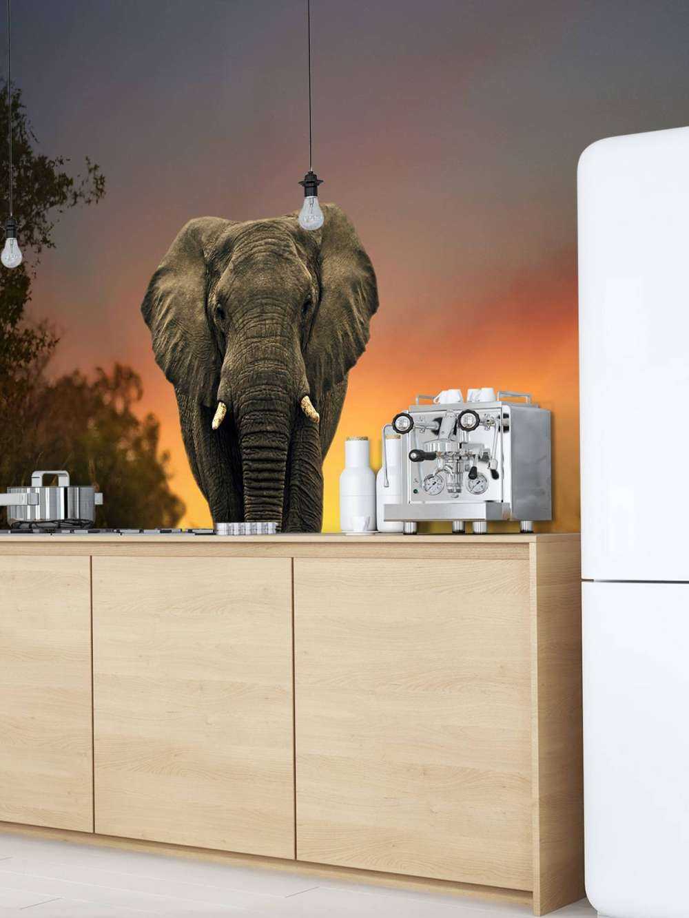 Eléphant au coucher du soleil