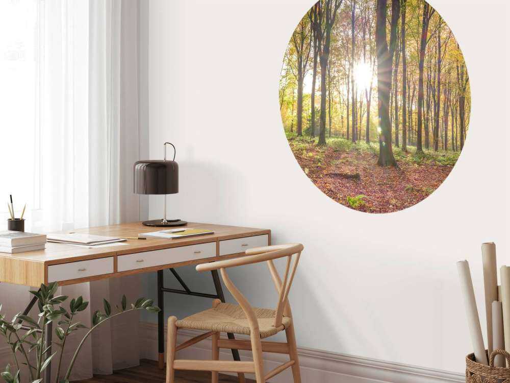 Lumière du soleil à travers la forêt d'automne