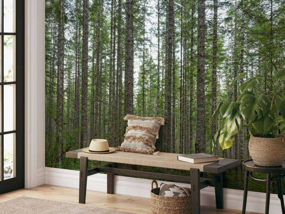 Arbres hauts et droits