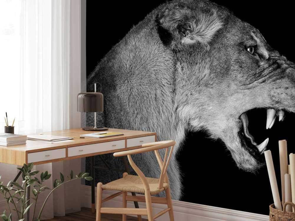 Lionne vue de côté noir