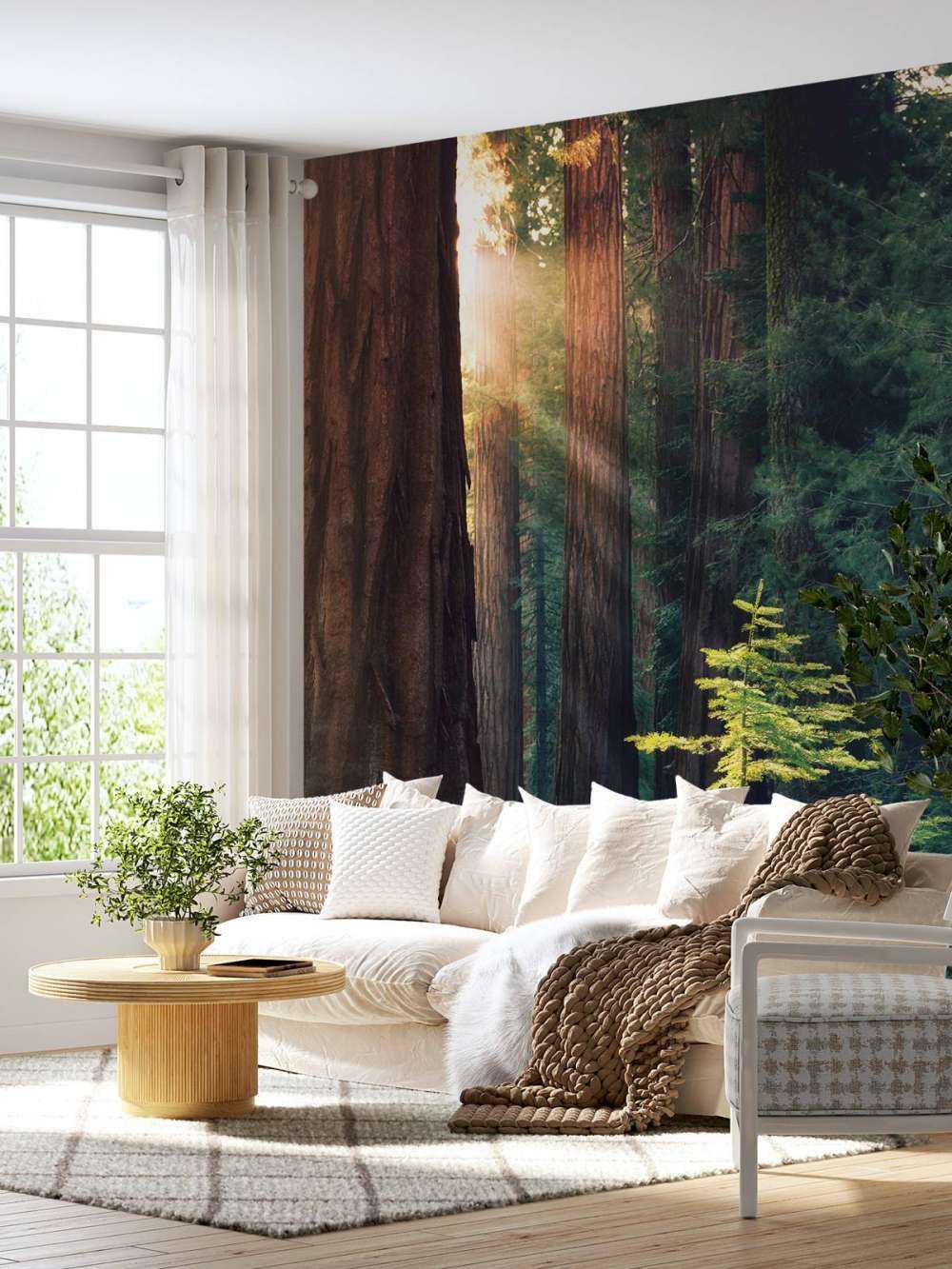 Lumière du soleil entre les acajous