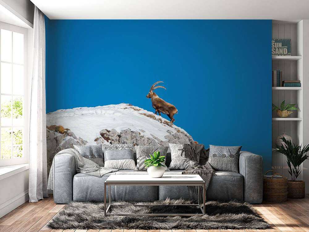 Steenbok sur un pic rocheux enneigé