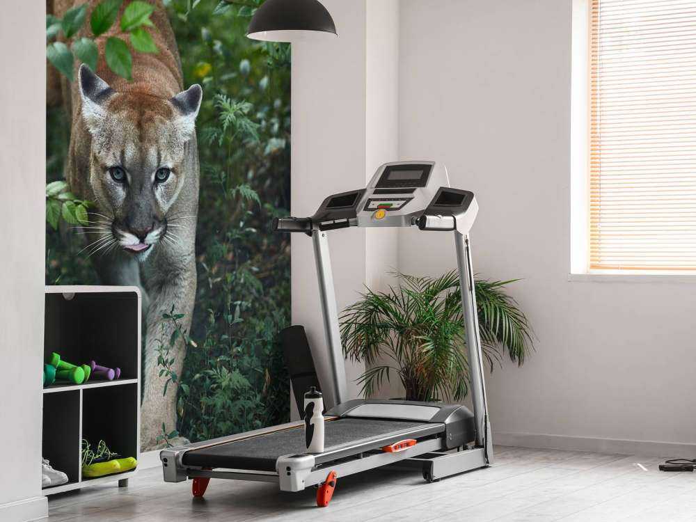 Lion des montagnes qui se faufile