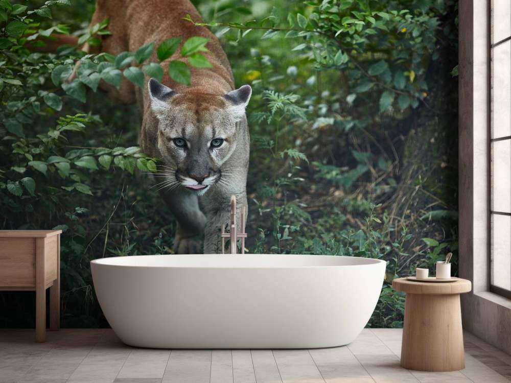 Lion des montagnes qui se faufile