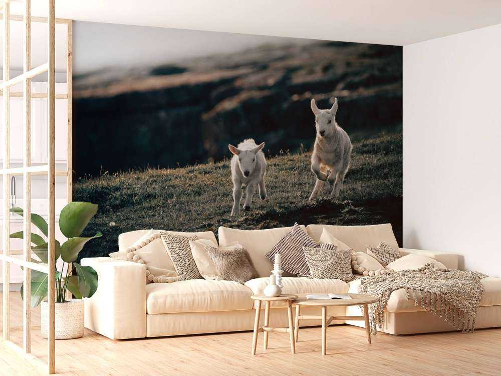 Agneaux en train de jouer