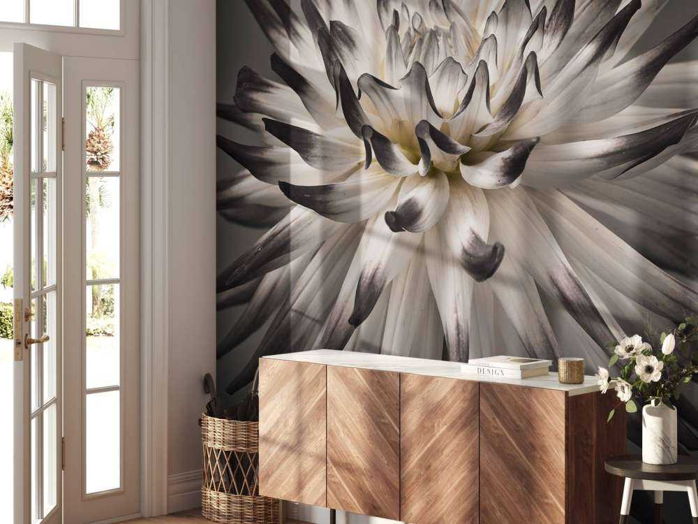 Fleur de dahlia noir et blanc