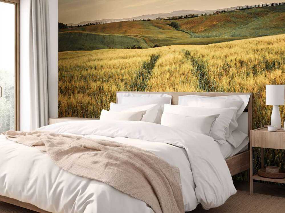 Champ de céréales avec traces