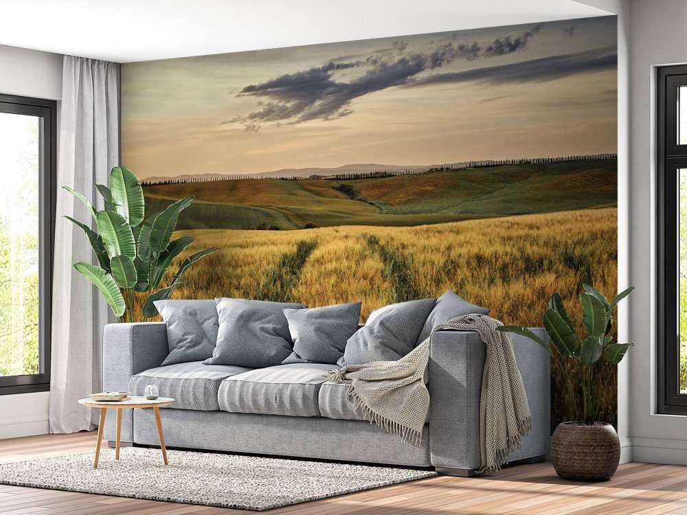 Champ de céréales avec traces