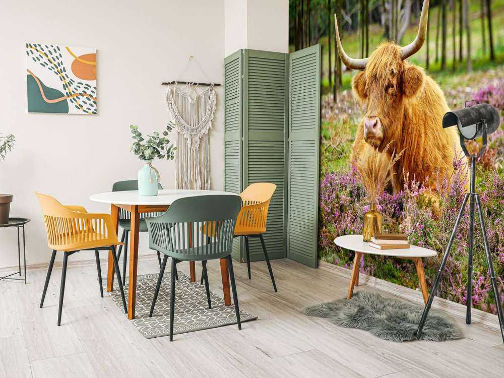 Highland écossais dans la bruyère violette