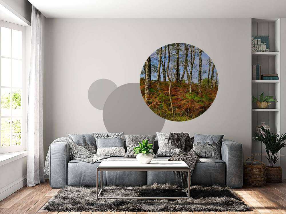 Bouleaux avec fougères colorées