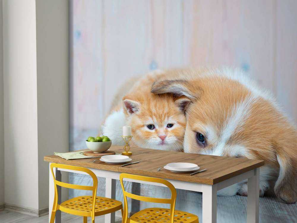 Papier peint de chat. Photo d'un chaton et d'un chiot.