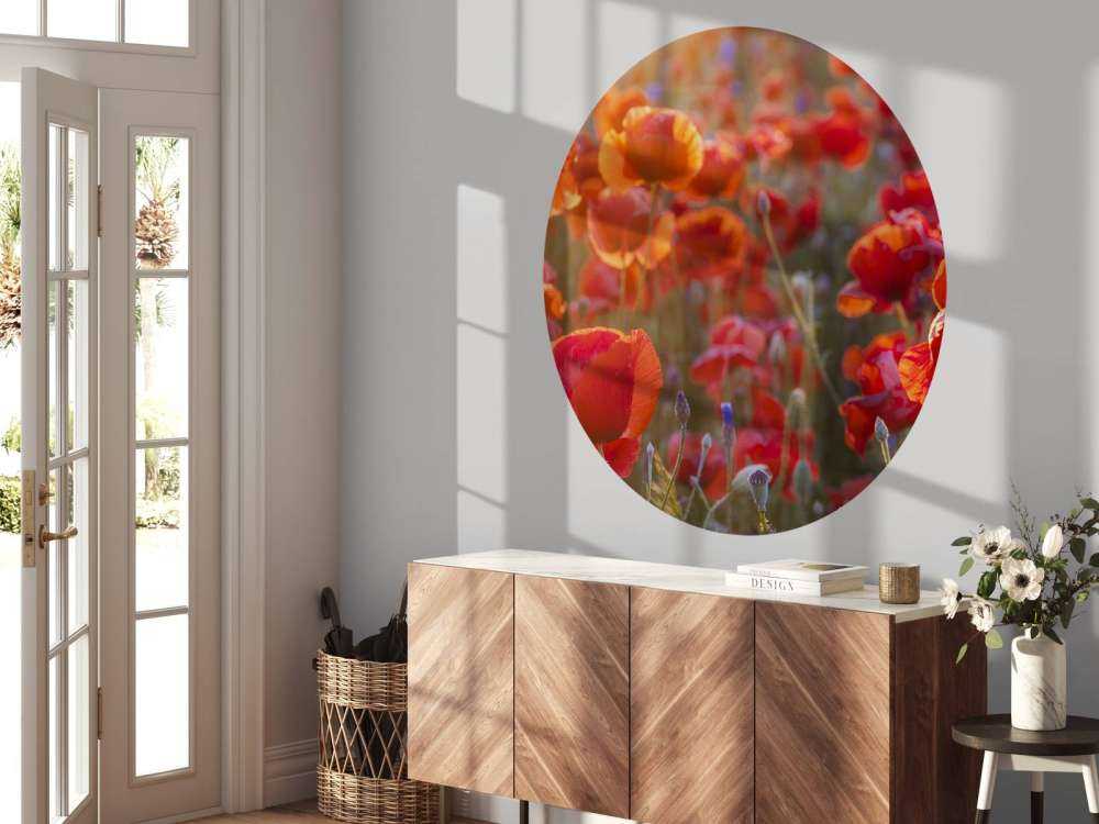 Coquelicots et bleuets