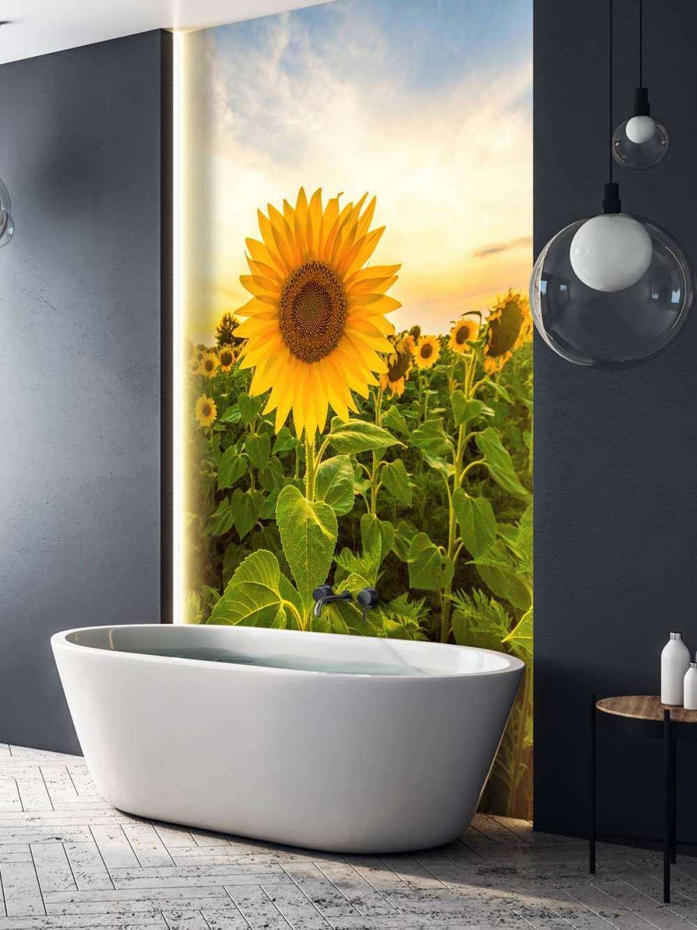 Le tournesol dans les champs