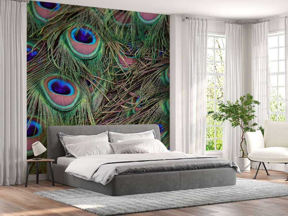 Gros plan sur des plumes paon