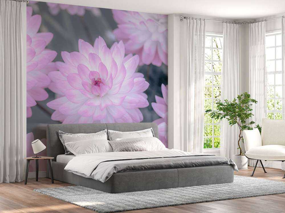 Rose fleur de dahlia