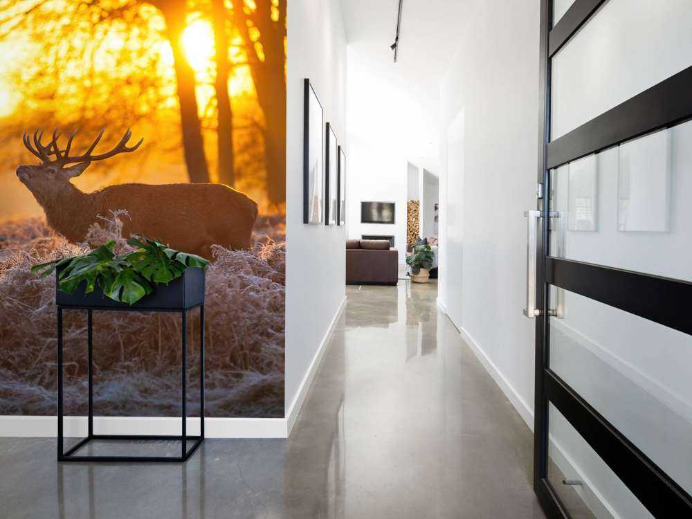 Cerfs au coucher du soleil