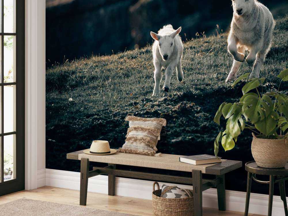 Agneaux en train de jouer