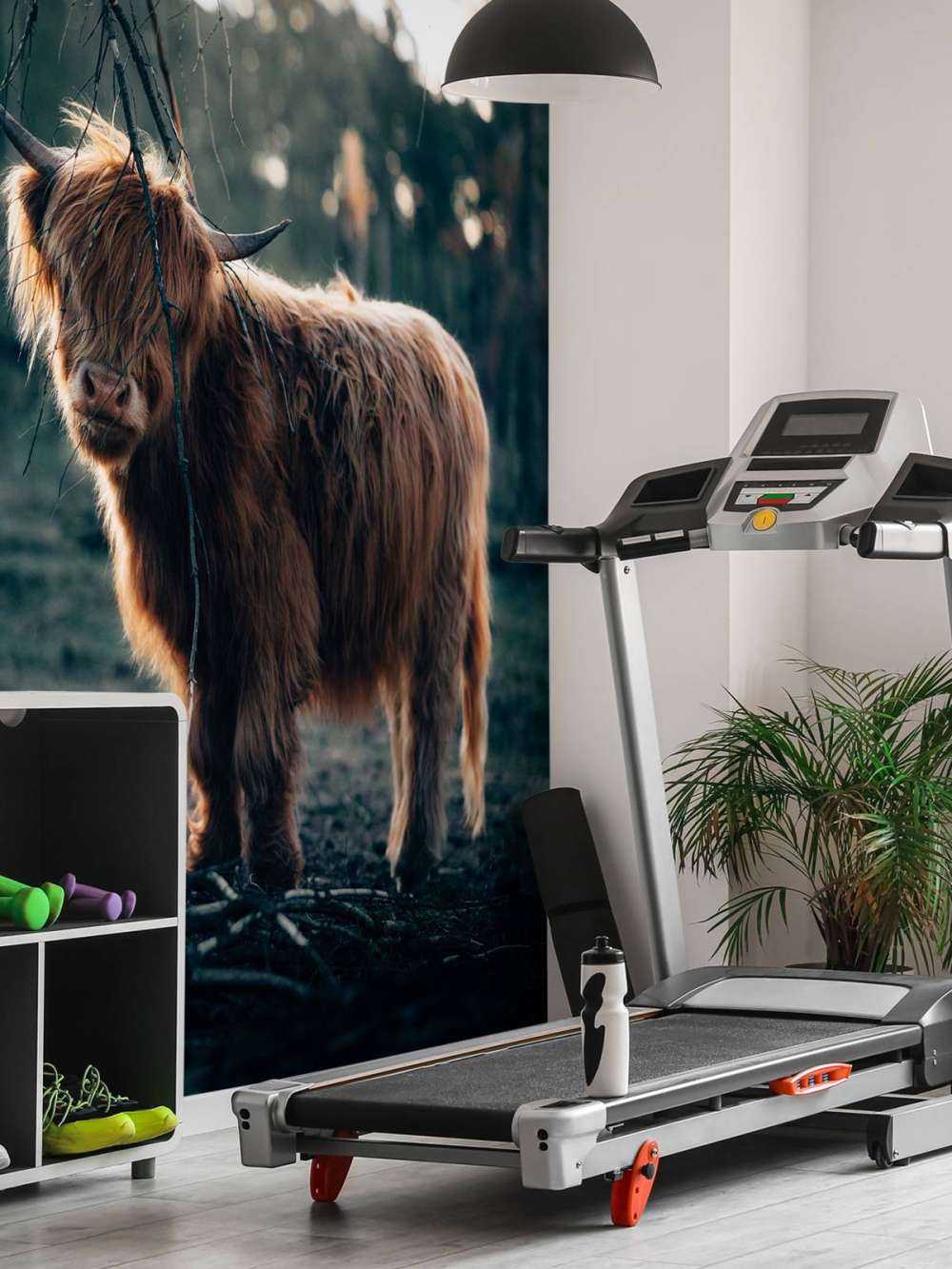 Highlander écossais à l'orée des bois