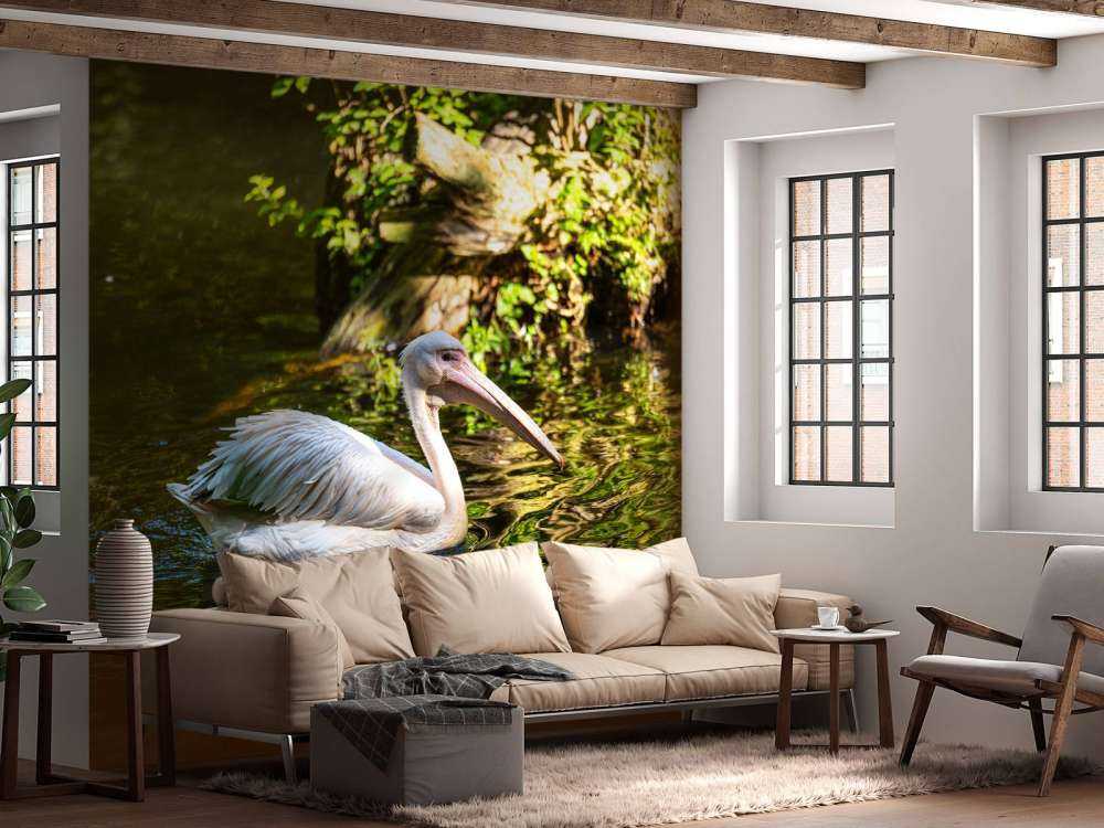 Pélican sur la rivière