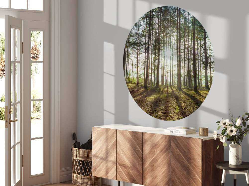 Sun rays through trees