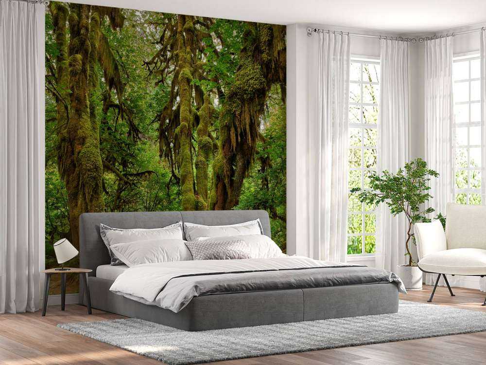 Ancienne forêt sauvage