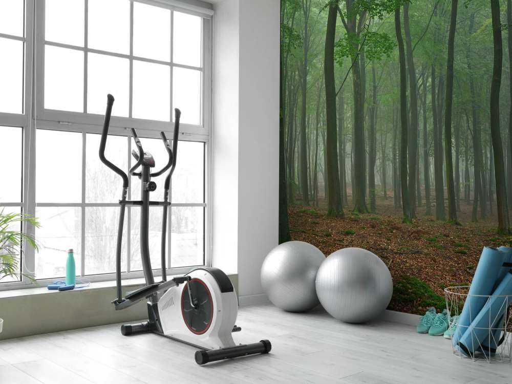 Brouillard dans la forêt